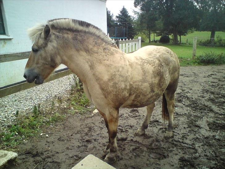 Fjordhest Prins Rose ( Part ) - 18) Prins lige efter en rulletur xD billede 18