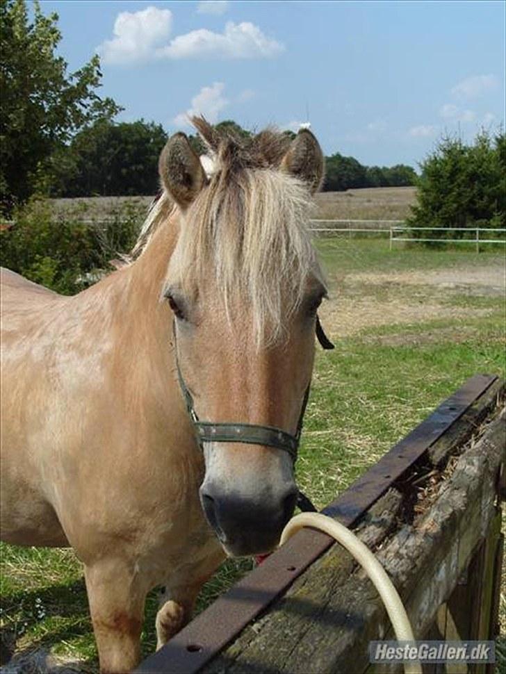 Fjordhest Prins Rose ( Part ) - 19) prins efter et dejligt bad  billede 19