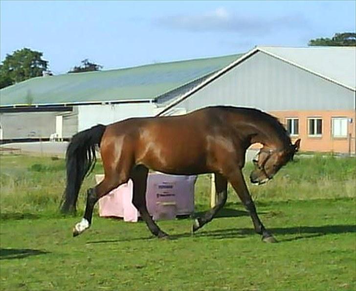 Oldenborg Møllestedets Laika *RIP* - Man skal vel lige vise sig lidt... Kanon flot hals ;) billede 9