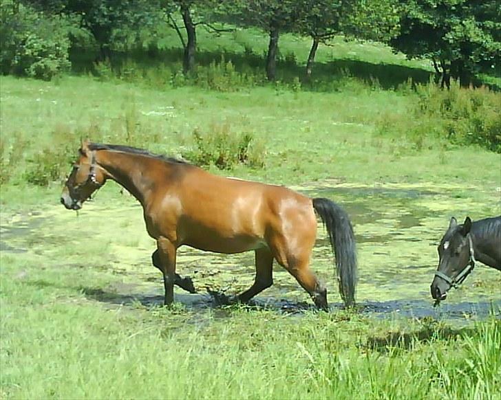 Oldenborg Møllestedets Laika *RIP* billede 10