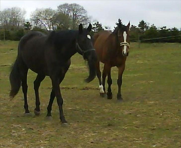 Oldenborg Møllestedets Laika *RIP* - Kommer nu :) billede 11