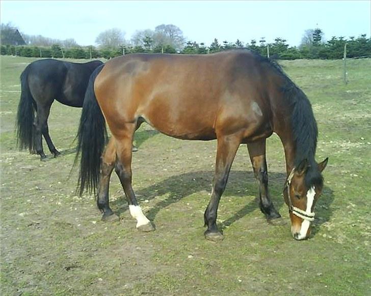 Oldenborg Møllestedets Laika *RIP* billede 12