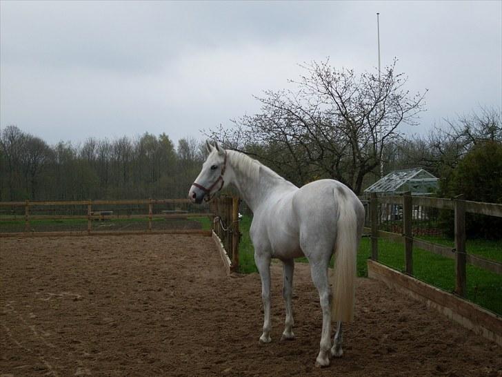 Tysk Oldenburger Certina   - På fold :D  billede 2