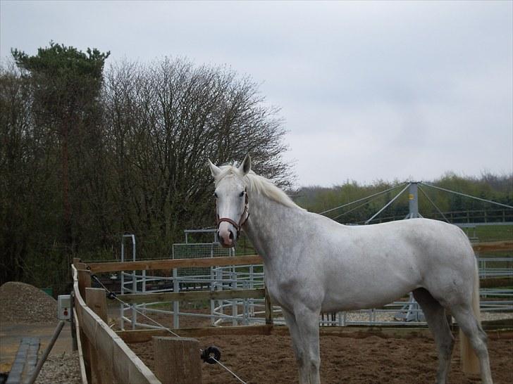Tysk Oldenburger Certina   - igen :D  billede 3
