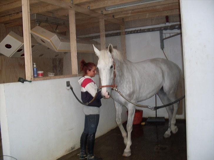 Tysk Oldenburger Certina   - hvid hest = vaske vaske vaske billede 4