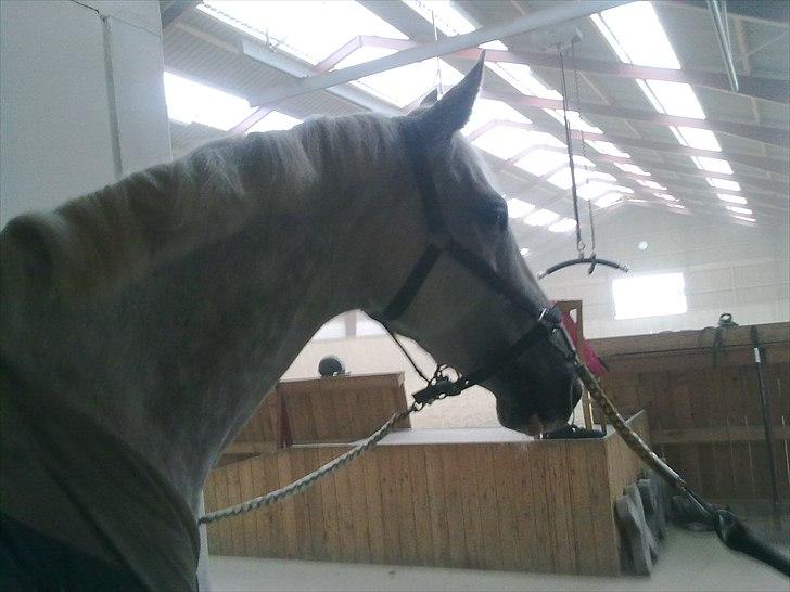 Tysk Oldenburger Certina   - vaske vaske:D  billede 5