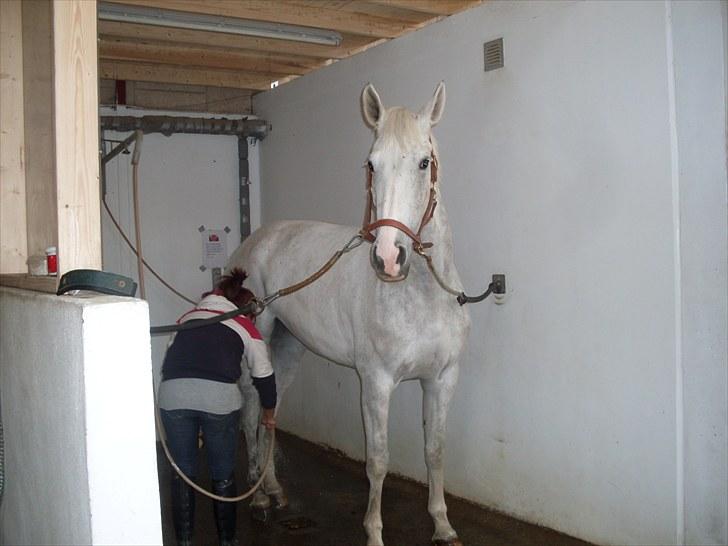 Tysk Oldenburger Certina   - mere vand :D !  billede 6