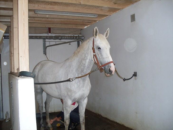 Tysk Oldenburger Certina   - endelig frærdig :D  billede 7