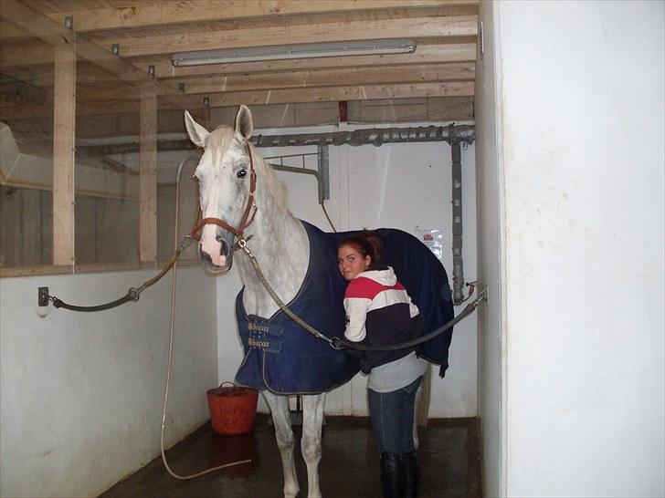 Tysk Oldenburger Certina   - på med tæppet :D  billede 8