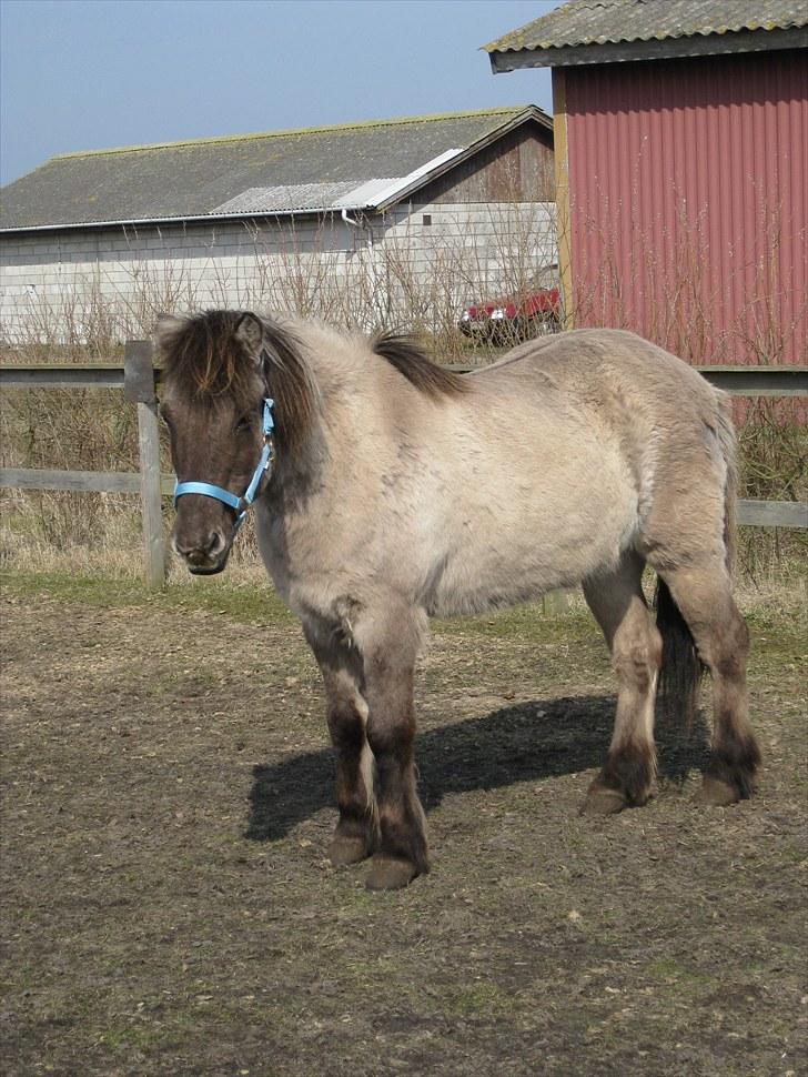 Islænder Mósi frá Lýtingsstöðum - Lidt hygge på ridebanen :-D
Foto - Mig billede 18