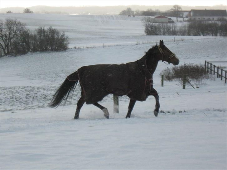 Oldenborg Møllestedets Laika *RIP* - Dec 09 billede 13