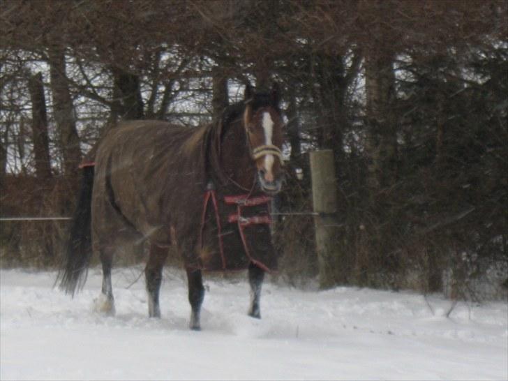 Oldenborg Møllestedets Laika *RIP* - Dec 09 billede 14