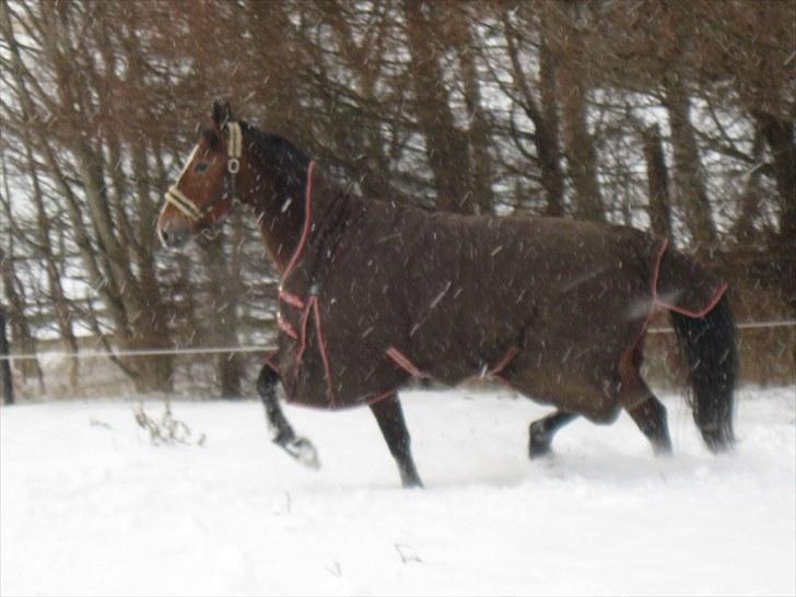 Oldenborg Møllestedets Laika *RIP* - Dec 09 billede 15