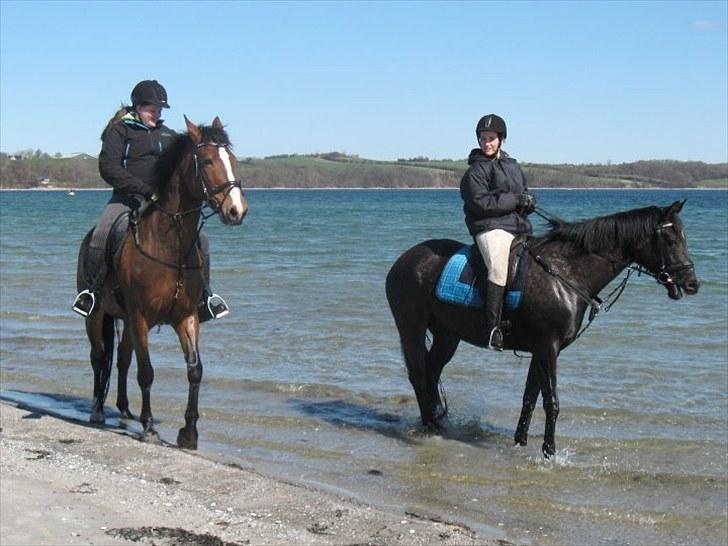 Oldenborg Møllestedets Laika *RIP* - Strandtur april 2010 billede 16