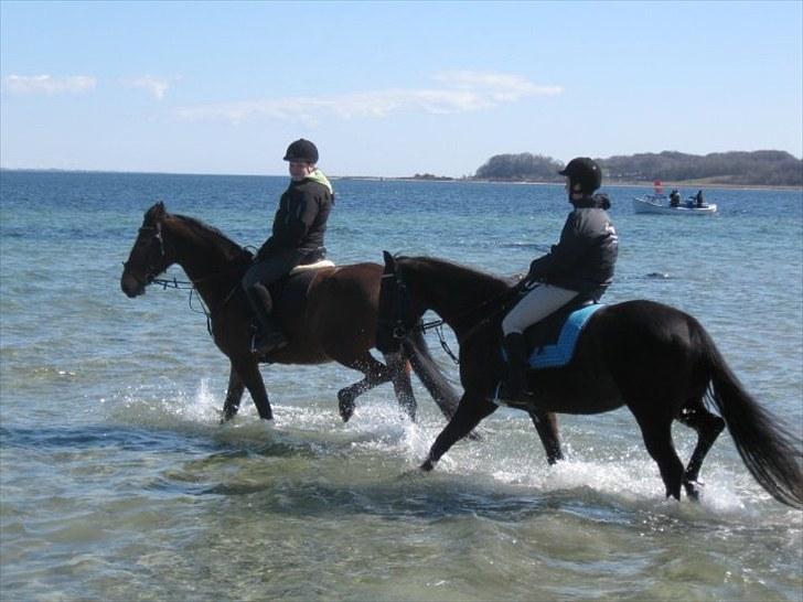 Oldenborg Møllestedets Laika *RIP* - De to vandheste ;) billede 17