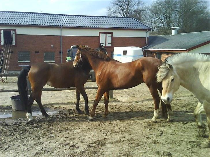 Oldenborg Møllestedets Laika *RIP* - Hygge på marken :) billede 18