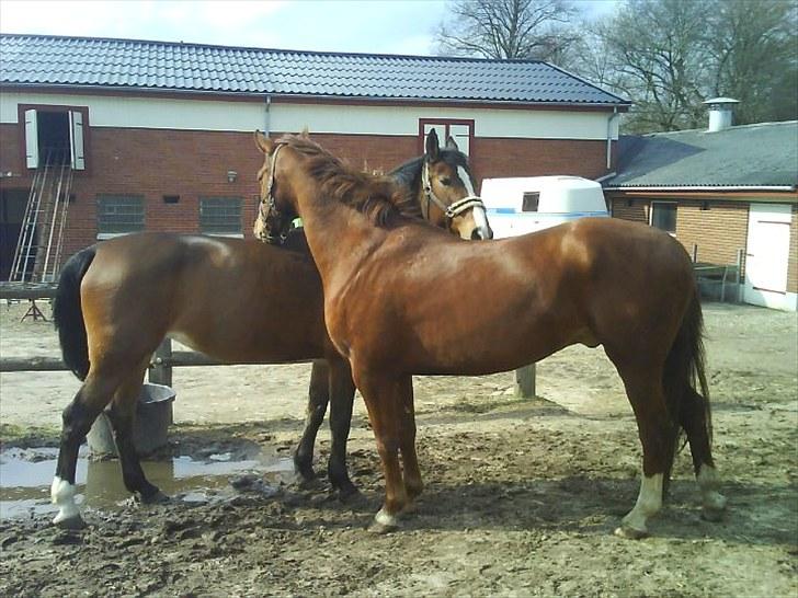 Oldenborg Møllestedets Laika *RIP* - Hygge.. billede 19