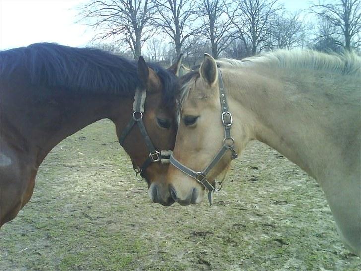 Oldenborg Møllestedets Laika *RIP* - :) billede 20