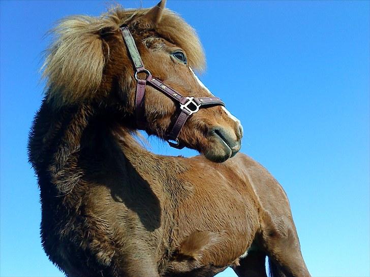 Islænder Glauma fra skygge <3 Himmelhest - himlen er et vidne om dig.. du er jo så køn og sjov billede 11