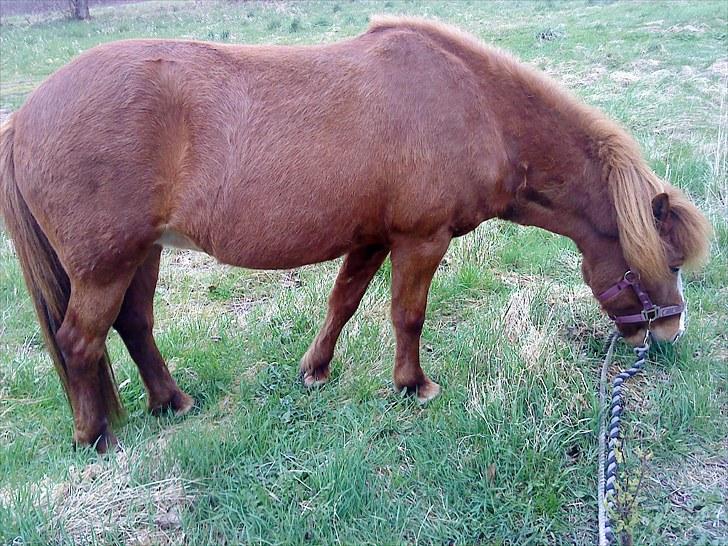 Islænder Glauma fra skygge <3 Himmelhest - glauma som nyder forårs græsset ude fra folden.... billede 12