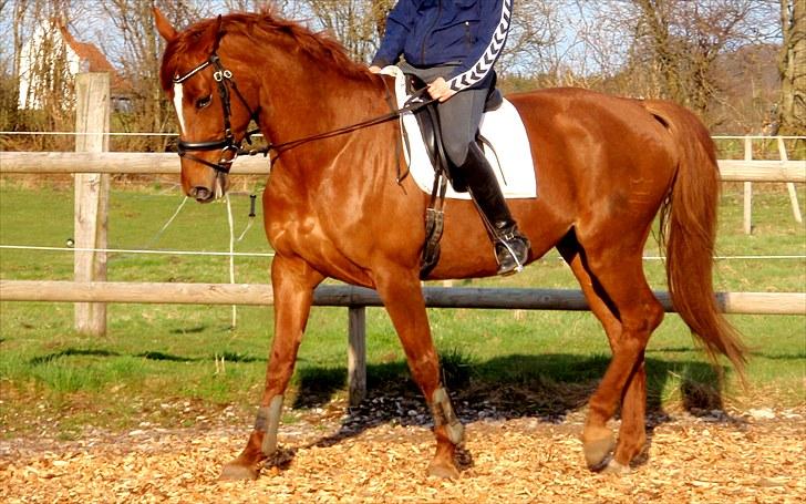 Dansk Varmblod Højbos Cassandra. - Dressur på vores bane. billede 4