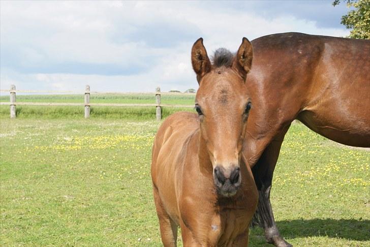 Dansk Varmblod Zantino  - 1//  billede 1
