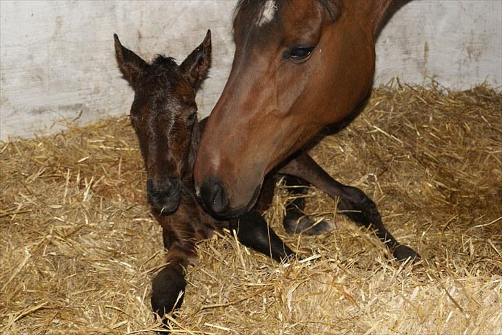 Dansk Varmblod Zantino  - 2// lige kommet til verden billede 2