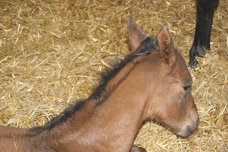 Dansk Varmblod Zantino  - 3// 1døgn gammel billede 3