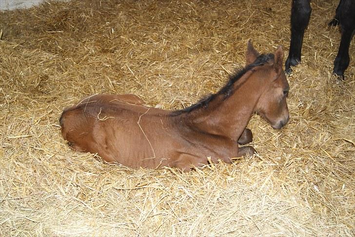 Dansk Varmblod Zantino  - 4// 1 døgn gammel billede 4