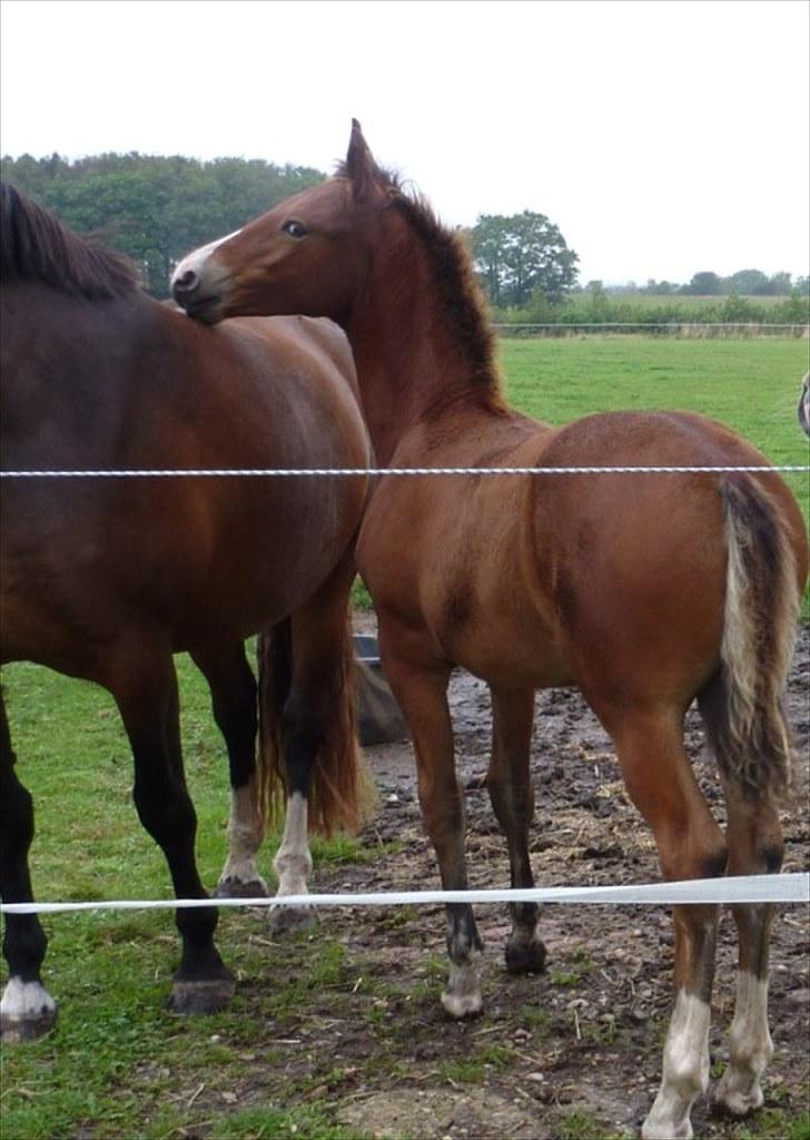 Frederiksborg Burgdorff Celine - Celines hingsteføl fra 2009 - Kjærsgårds Picasso billede 6