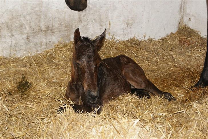 Dansk Varmblod Zantino  - 5// lige kommet til verden billede 5