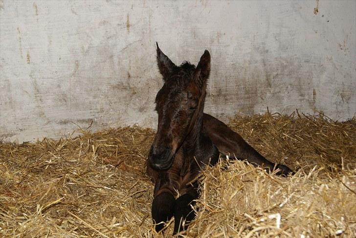 Dansk Varmblod Zantino  - 6// Smukke dreng billede 6