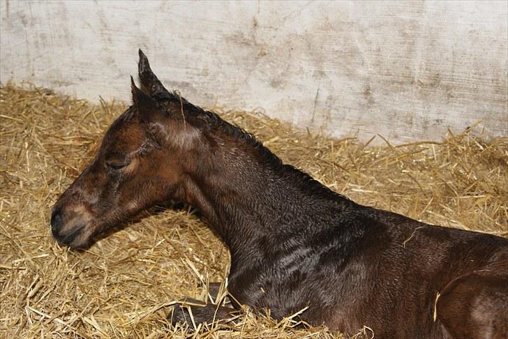 Dansk Varmblod Zantino  - 7// <33 billede 7