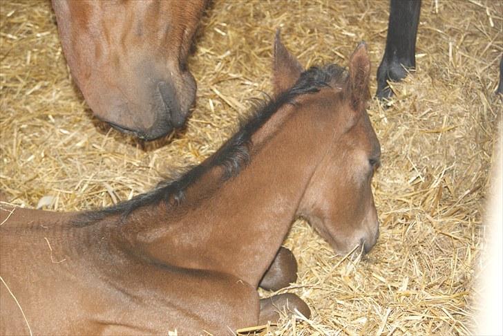 Dansk Varmblod Zantino  - 8// 1 døgn gammel billede 8