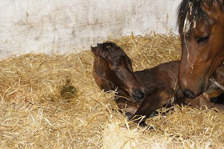 Dansk Varmblod Zantino  - 9// <3 billede 9