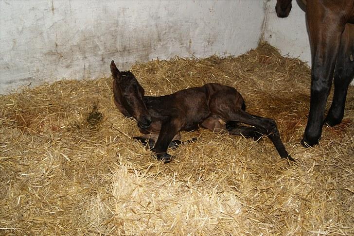 Dansk Varmblod Zantino  - 10// zzzz billede 10