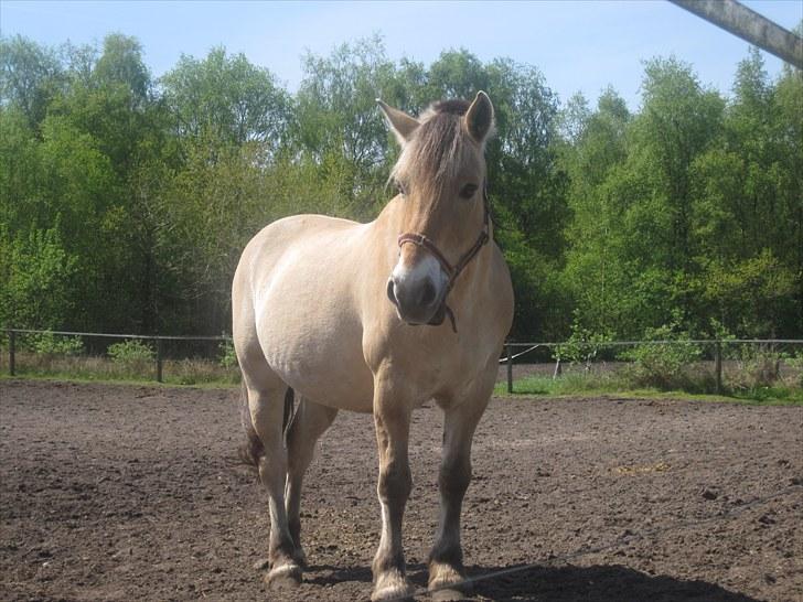 Fjordhest Amigo (Fjolle) - Fold billede igen <3<3  billede 17