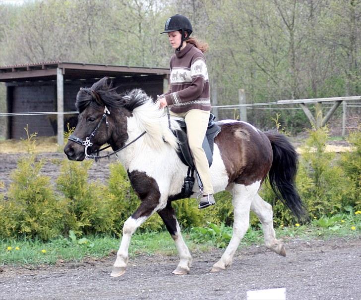 Islænder Fáni fra Lille Ensted - Det bør altid være en glæde at ride - for begge parter <3 1.5.10 billede 16