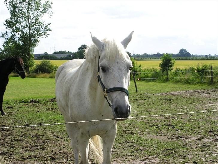 Connemara Guardian angel - lige fået guardi<3 sommer billede 3