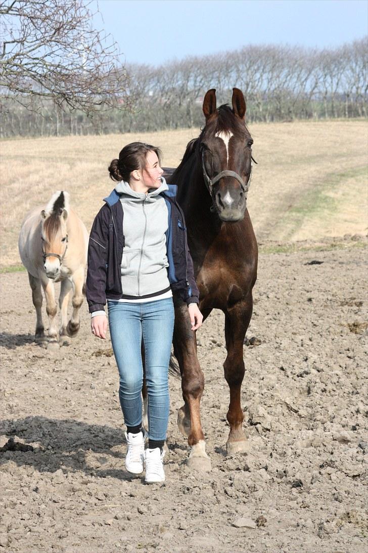 Svensk Varmblod Larkando Monet billede 15