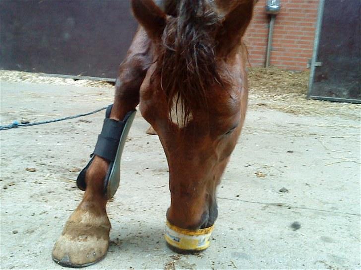 Arabisk fuldblod (OX) El Sheik Charme - Fordi du elsker din sliksten :) billede 8