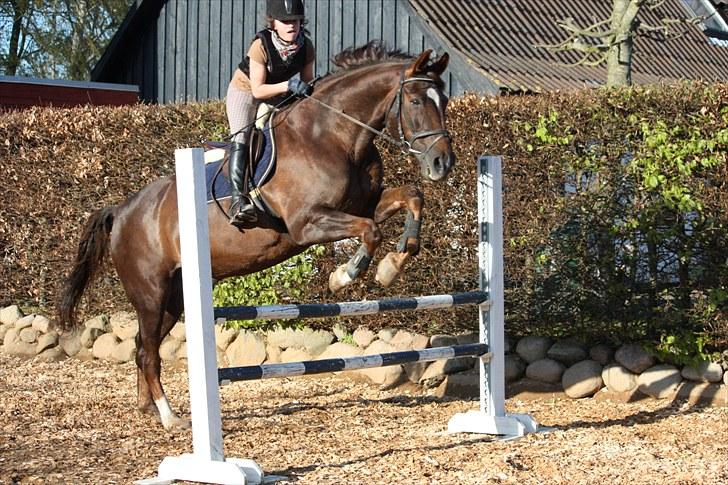 Svensk Varmblod Larkando Monet billede 16