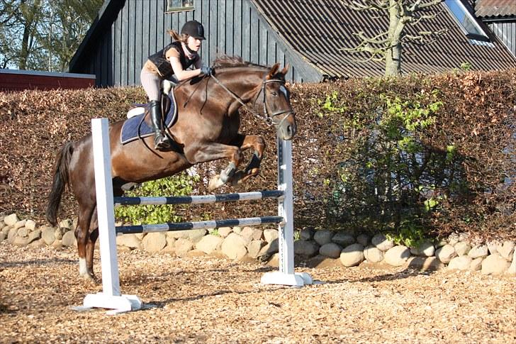 Svensk Varmblod Larkando Monet billede 17