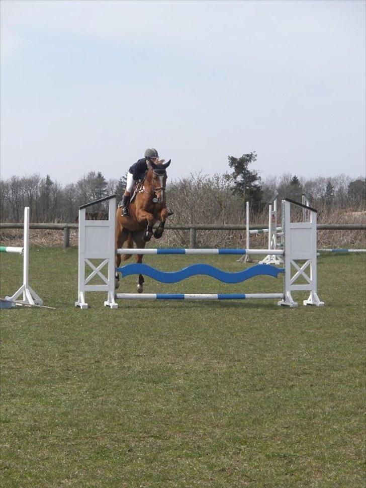 Dansk Varmblod Wald Staff billede 9