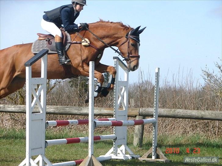 Dansk Varmblod Wald Staff billede 10