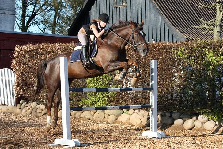 Svensk Varmblod Larkando Monet billede 18