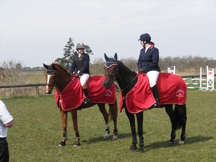 Dansk Varmblod Wald Staff billede 11