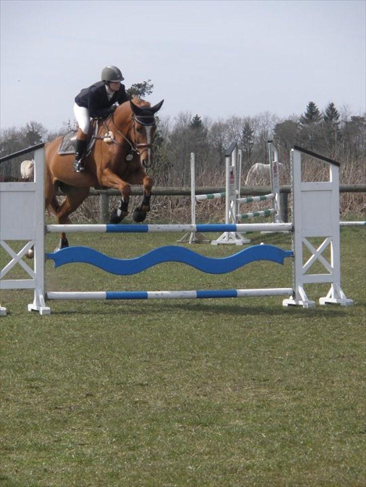 Dansk Varmblod Wald Staff billede 12