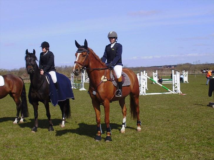 Dansk Varmblod Wald Staff billede 13