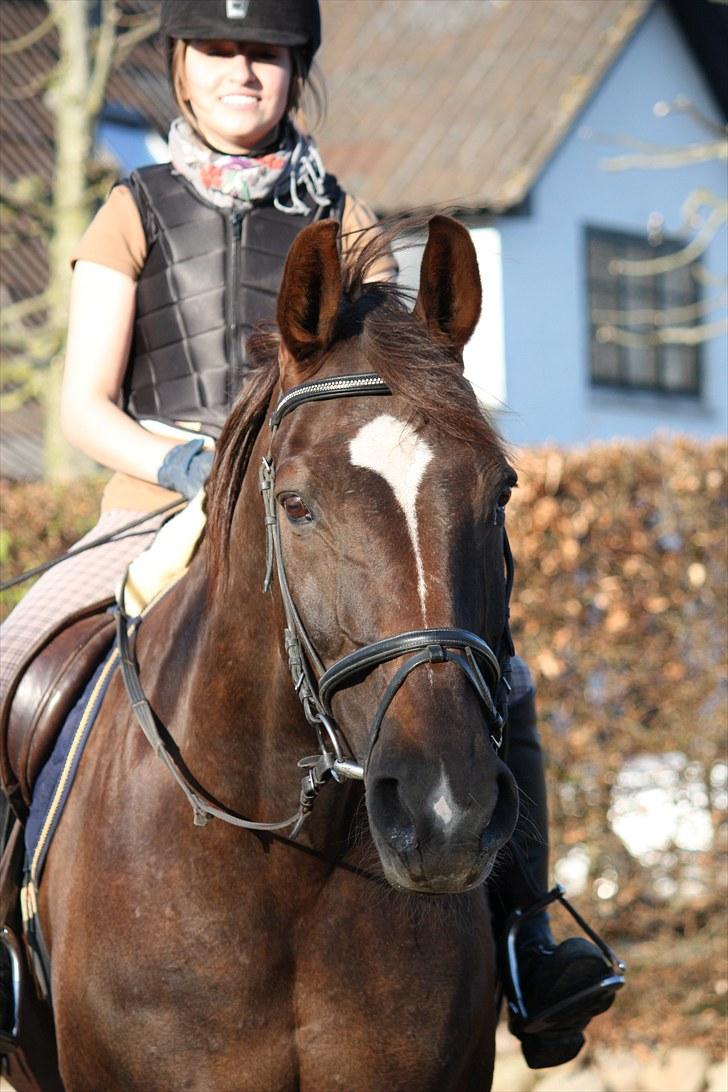 Svensk Varmblod Larkando Monet billede 19